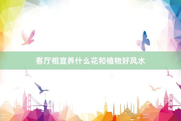 客厅相宜养什么花和植物好风水